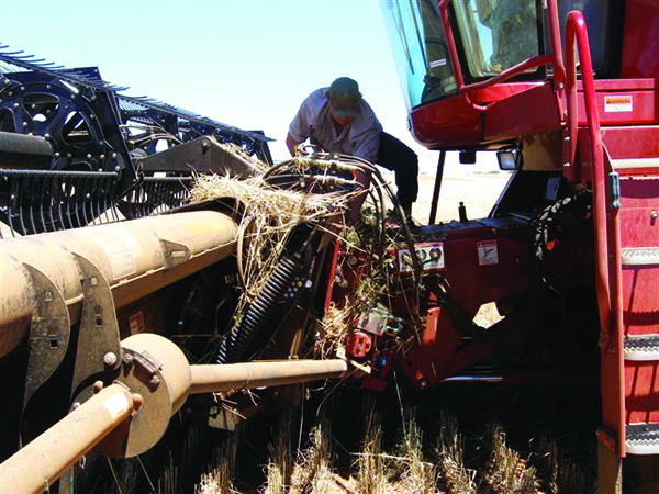 Farmer clearing crop debris from a header during a break in harvesting.